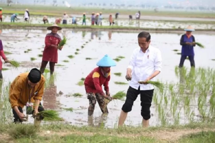 Presiden Jokowi menanam padi bareng petani di Tuban