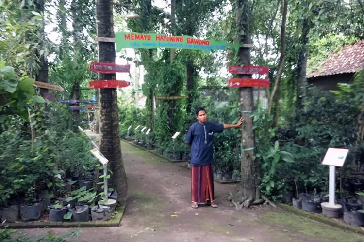 Ali Mushan berada di kebun tanaman obat miliknya.  (Teguh Priyono)