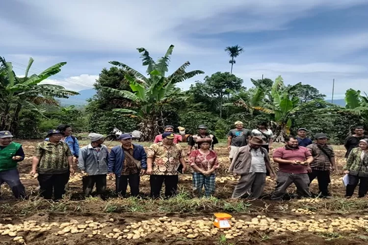 Kelompok tani di Karo panen kentang hasil bantuan Ketua DPRD SU (Realitasonline/ist)