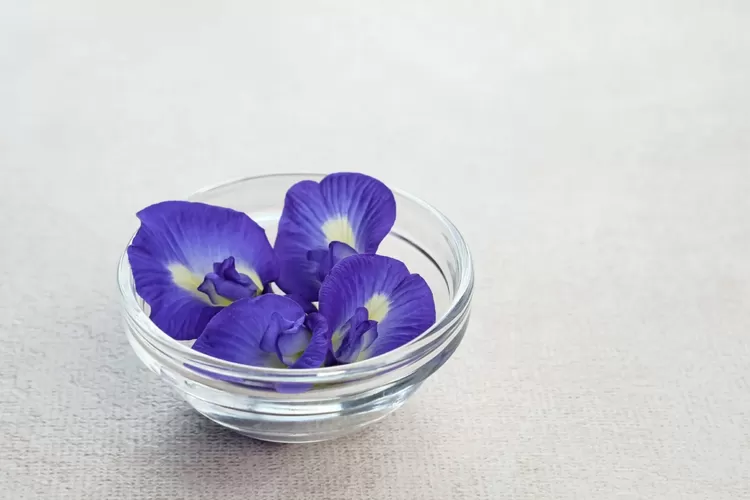 Ilustrasi bunga telang. (Istimewa)