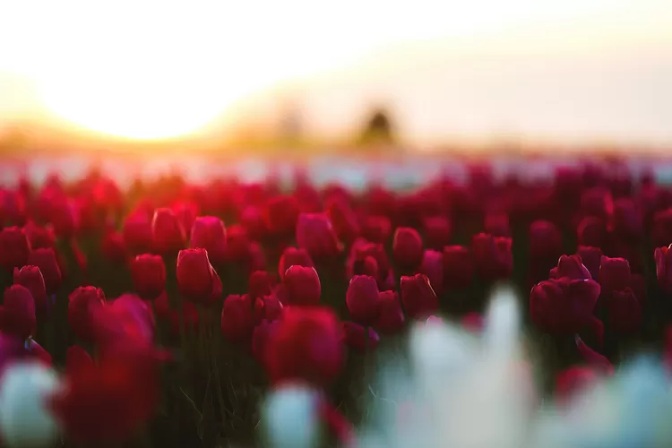 Ilustrasi Bunga Tulip Merah, lambang kesadaran penyakit parkinson ( Pexels/Tabitha Mort)