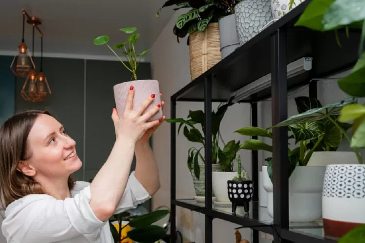 Ilustrasi merawat tanaman hias yang baik dan benar.