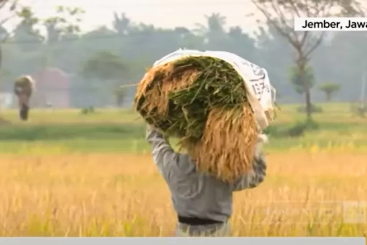 Impor Beras 2 Juta Ton, Kesalahan Produksi Atau Siklus Jelang Pemilu ...