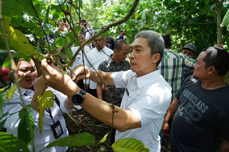 Mantap! Kopi Rancamaya Bogor Kini Diminati Pasaran