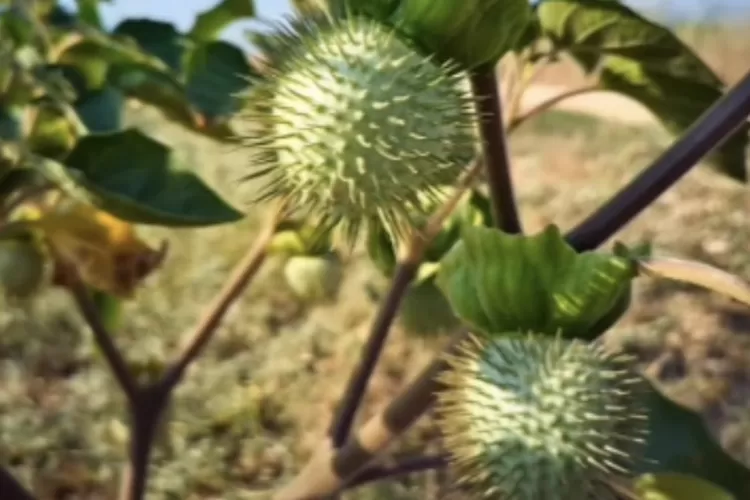 Buah yang bikin manusia menjadi seperti zombie (Instagram @net2netnews)