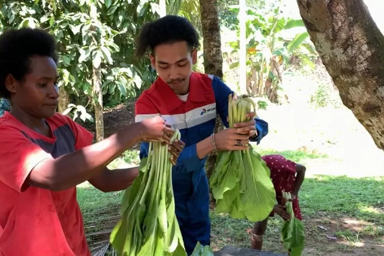 Kilang Kasim dan  Warga  Binaan di Kampung Klayas Panen Sayuran Organik  (Istimewa)