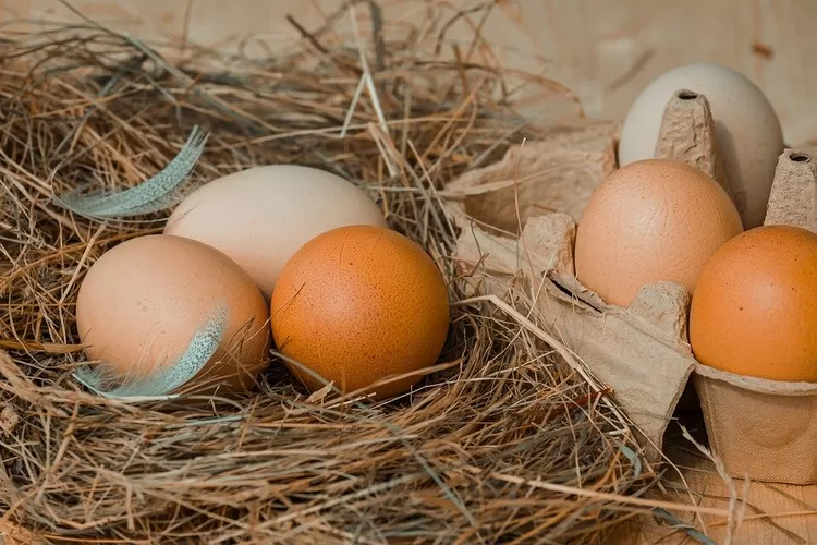 Menjelang Lebaran 2023, Bansos Telur dan Ayam Sudah Disalurkan: Sasaran Keluarga Beresiko Stunting/ Pixabay