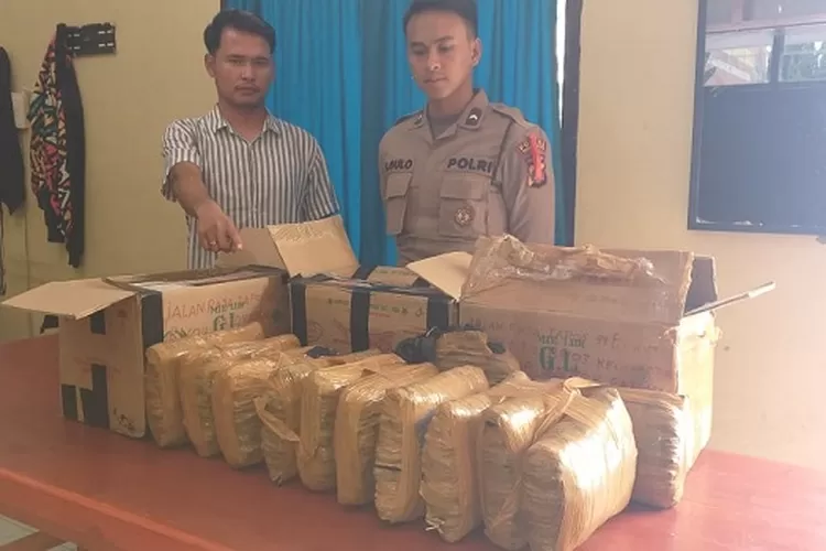 Barang Bukti 12 Kg Ganja Kering Diamankan Polres  Taput. (Realitasonline/ist)