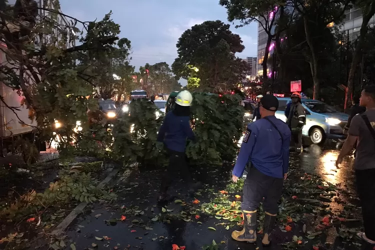 Sebuah pohon tumbang di Jalan Westhoff No 1, Kelurahan Pasir Kaliki, Kecamatan Cicendo, usai hujan deras guyur Kota Bandung (Foto: Humas Diskar PB Kota Bandung)