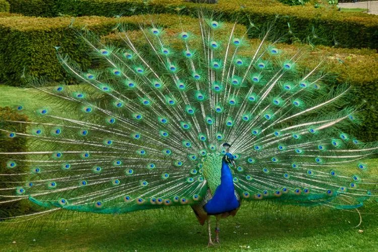 Merak india (Pavo Cristatus)