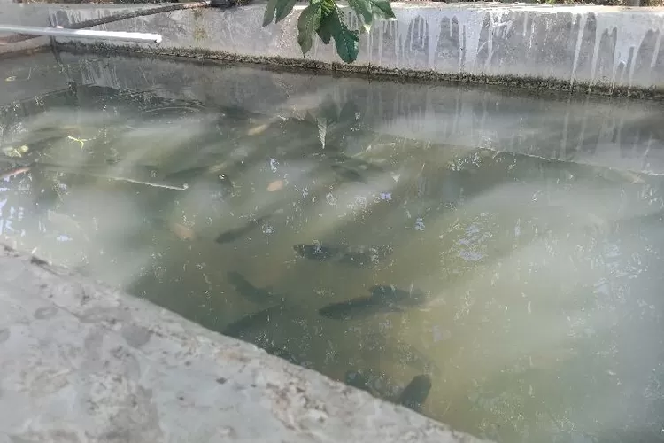 Bak ikan Nila milik Flori Santur  (Feliks Janggu )