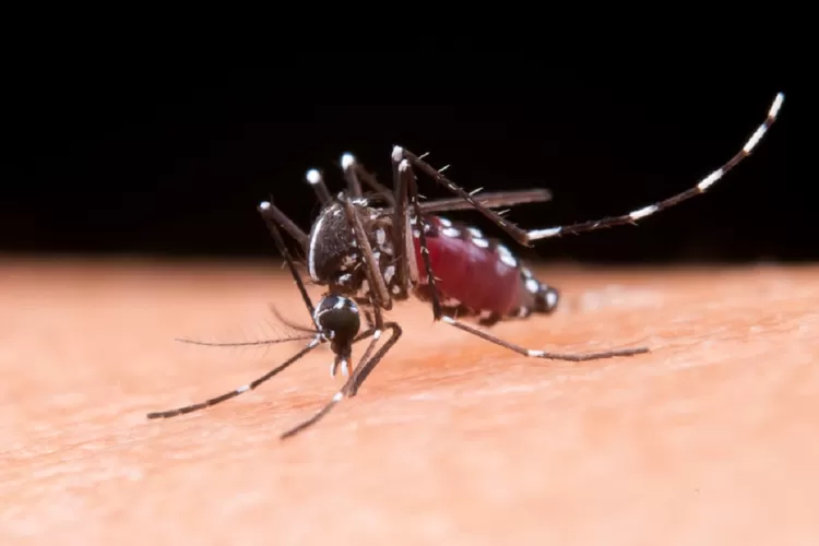 Hari Malaria, Mari Kenali Gejala dan Cara Pencegahannya