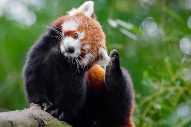 Fakta Unik Panda Merah    (pexels/Flickr)