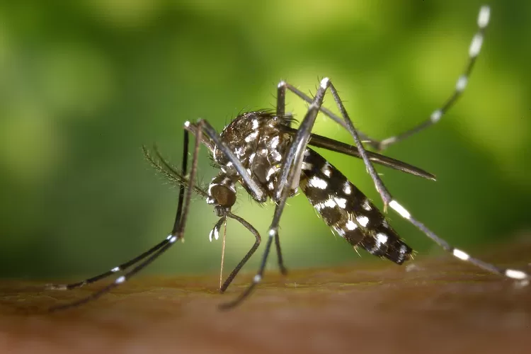 25 April Hari Malaria Sedunia, Berikut Bahaya dan Cara WHO Memberantas Penyakit Ini (Pixabay)