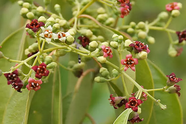 Ilustrasi tanaman cendana, tanaman yang disukai ular. (Istimewa)