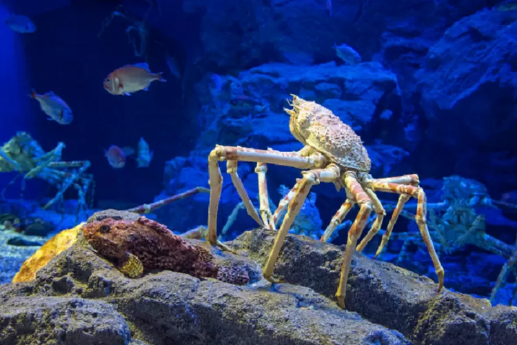 Hewan Ini Memiliki Cara Bertahan Hidup yang Paling Unik (Ilustrasi Japan Spider Crab Foto: Canva)