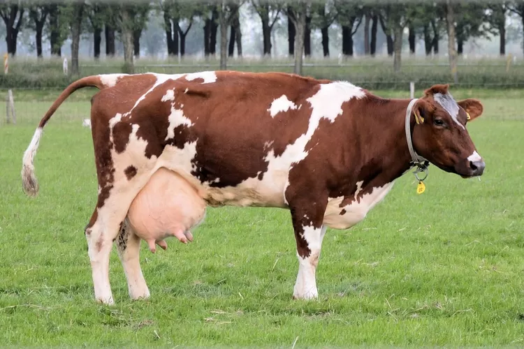 Ilustrasi sapi perah untuk memenuhi kebutuhan bahan baku susu industri makmin. (PublicDomainPictures dari Pixabay)