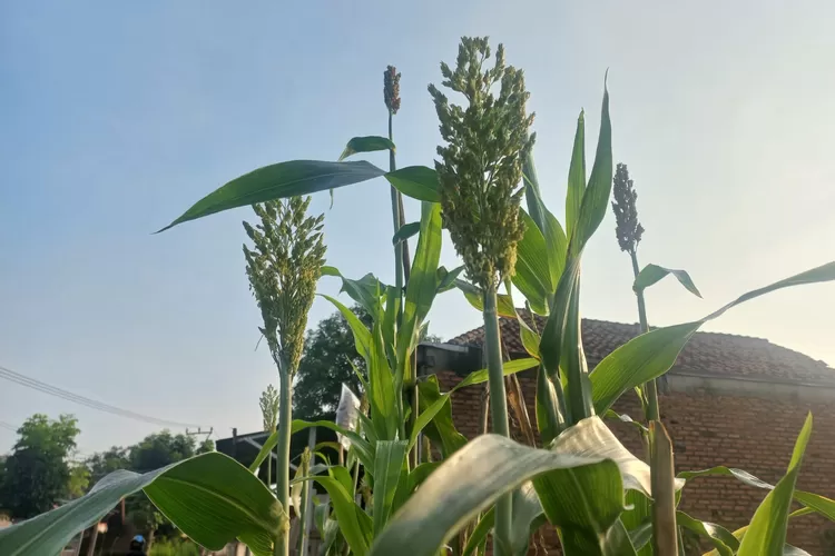 Tanaman Sorgum 