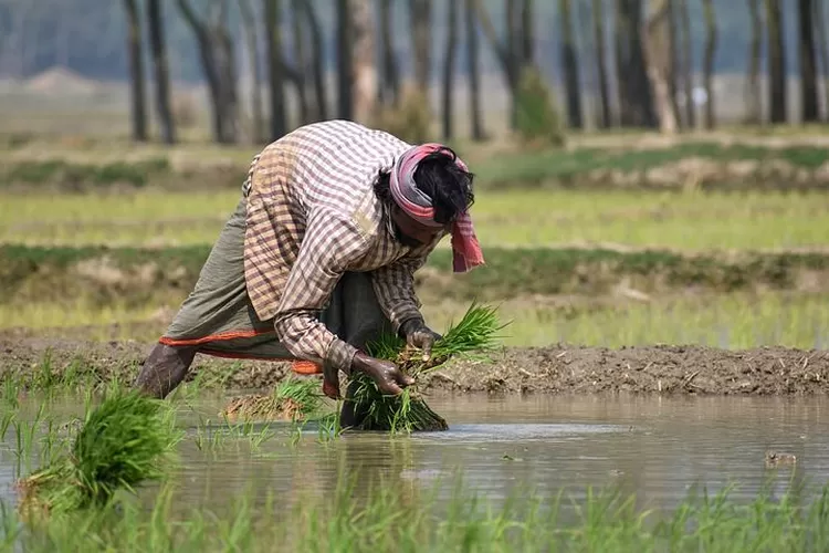 5 Dampak El Nino Yang Beri Pengaruh Terhadap Indonesia Di Sektor ...