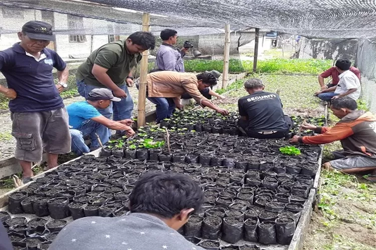 Kelompok Tani Hutan Sedang Melakukan Pemindahan Bibit Kopi  (Humas TPL)