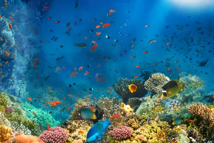 Dunia Bawah Laut yang Menakjubkan, 10 Fakta Unik yang Belum Kamu Tahu