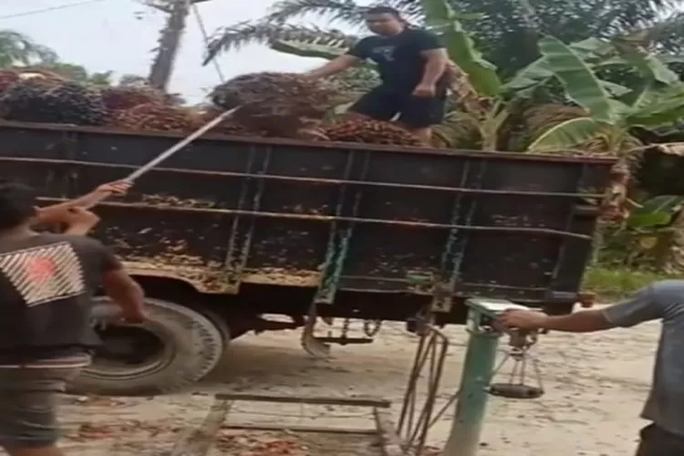 TBS Petani Saat Diangkut ke Dalam Truk oleh pengepul  (Realitasonline/HS)