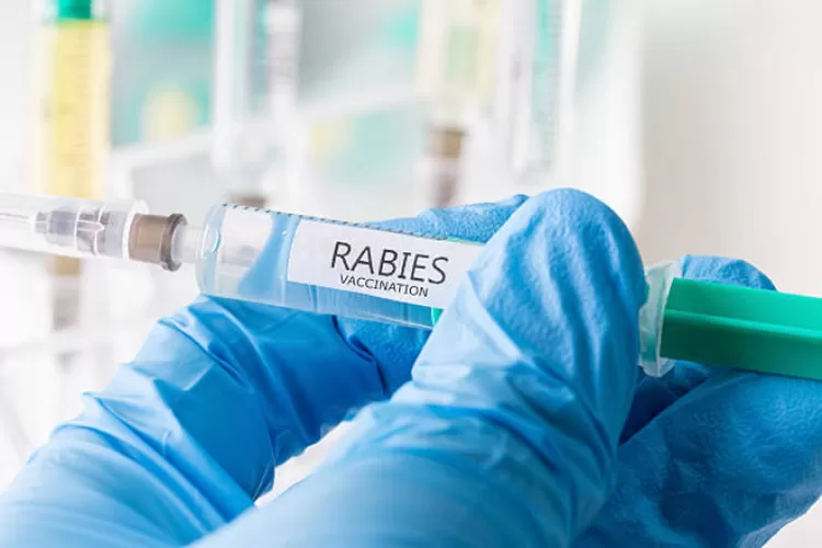 Ilustrasi vaksin rabies (Pixabay)