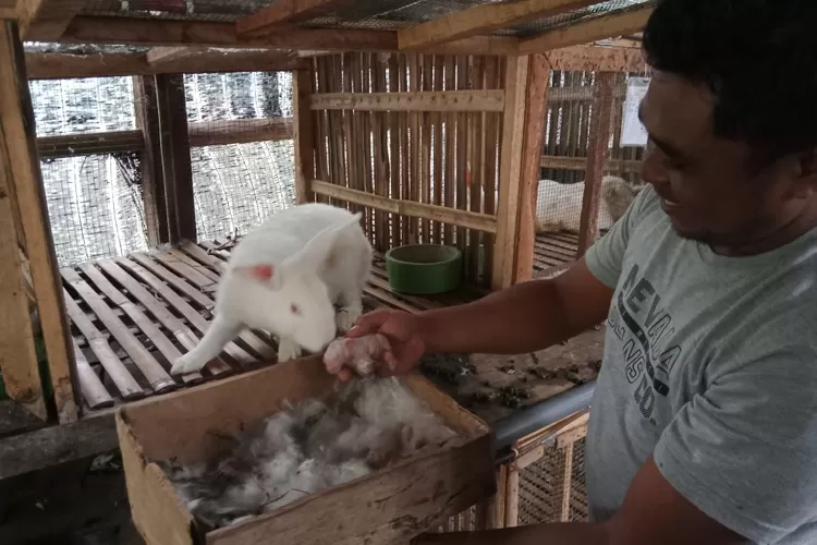 Indukan Kelinci menciun anakan kelinci yang baru lahir.  (Foto: Hallo.id/Achmad Fredi Prasetyo Wibowo)