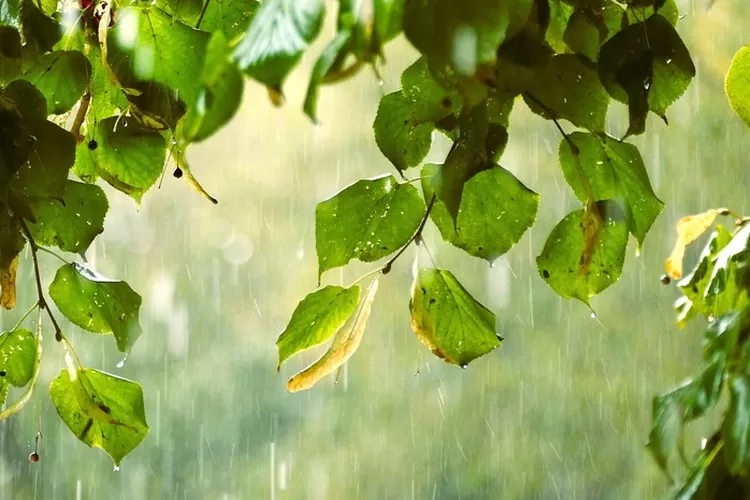 Prakiraan Cuaca Kabupaten Kebumen Jumat, 12 Mei 2023: Hujan Diprediksi pada Siang-Sore Hari. (Pixabay )