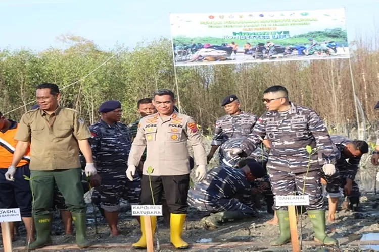 Kapolres Batubara AKBP Jose DC Fernandes  menanam pohon Mangrove massal dengan TNI AL (Realitasonline/H.Guntur Sinaga)