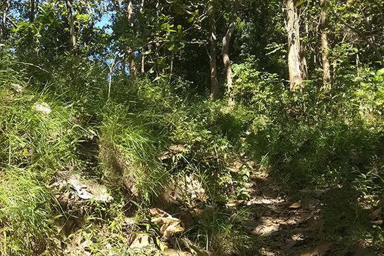 Jalan setapak menuju puncak Gunung Berjo di Sidoluhur Godean, Sleman, yang dikeramatkan dan warga tidak boleh menggelar wayang kulit.  (Koko Triarko)