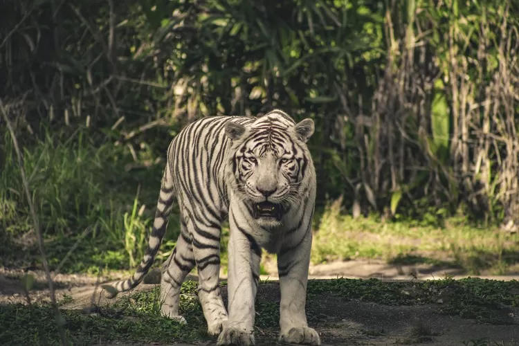 2 Weton yang Mudah Emosian, Ternyata Karena Diikuti Khodam Harimau, Siapa Mereka?/ Pixabay