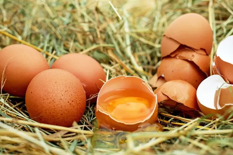 Ilsutrasi telur ayam.  (PIXABAY/Couleur)