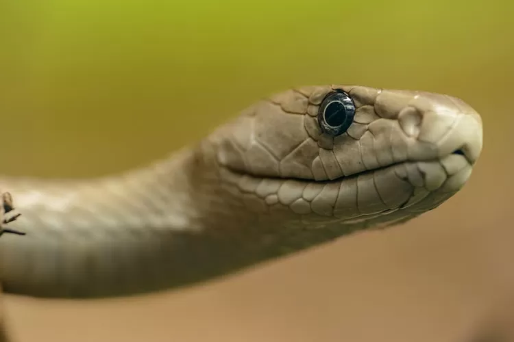 Inilah beberapa hewan pertanda adanya kiriman santet kepada anda, waspadalah (www.pexels.com)