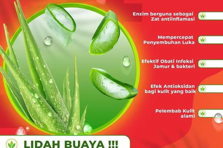 5 Manfaat Lidah Buaya Bagi Kesehatan, Ternyata Tak Disangka-sangka Juga ...