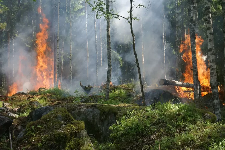 Penyebab kebakaran hutan beragam dan sebagai manusia harus turut menjaga hutan (YIvers/Pixabay)