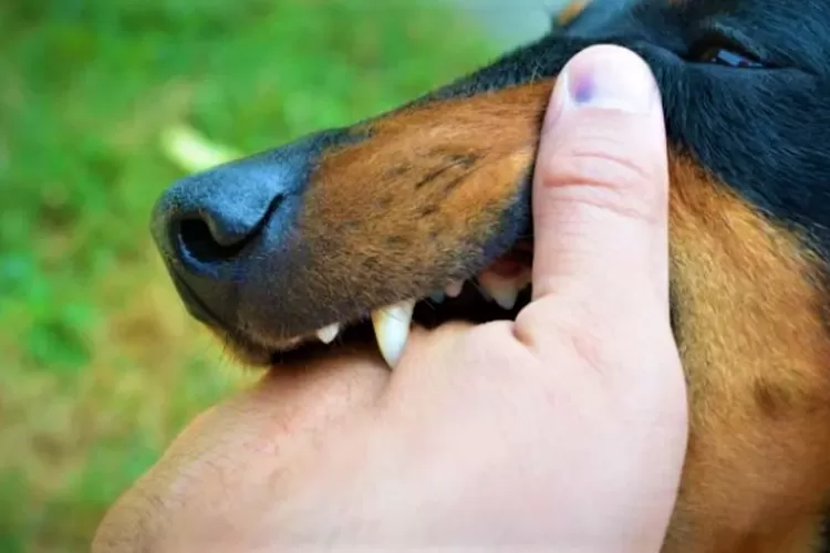 Tafsir mimpi digigit anjing menurut Primbon Jawa. (Foto Ilustrasi Anjing Rabies @pinterest.com)