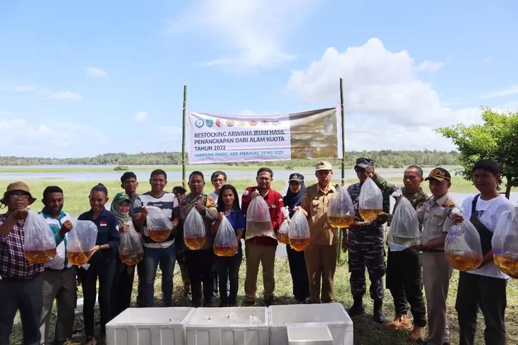 Kementerian Kelautan dan Perikanan (KKP) melepasliarkan 223 ekor Arwana Jardini (Scleropages jardinii) di Kampung Kweell, Provinsi Papua Selatan.