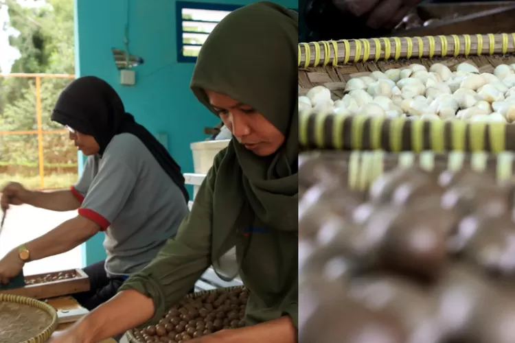 Top! Solok Selatan Produksi 40 Kg per-hari Kacang Termahal di Dunia, Macadamia Dipasarkan Hingga Pulau Jawa