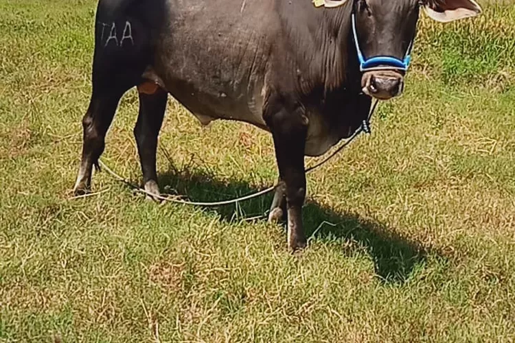 SAPI NTB (PT NOVI ANDRIYANTI BERKAH)