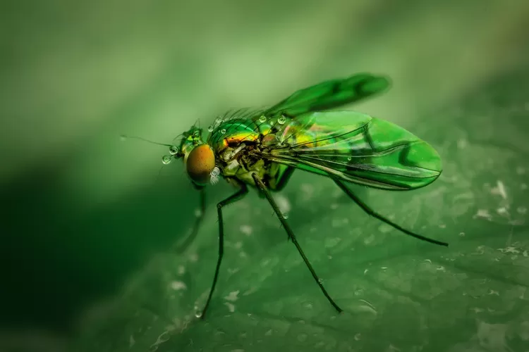 Inilah cara mengatasi kiriman santet lewat lalat hijau, harap waspada (www.pexels.com)