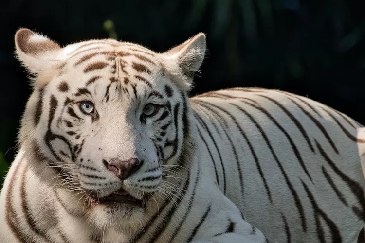 Inilah ciri orang yang didampingi khodam harimau putih (Youtube ESA Production)