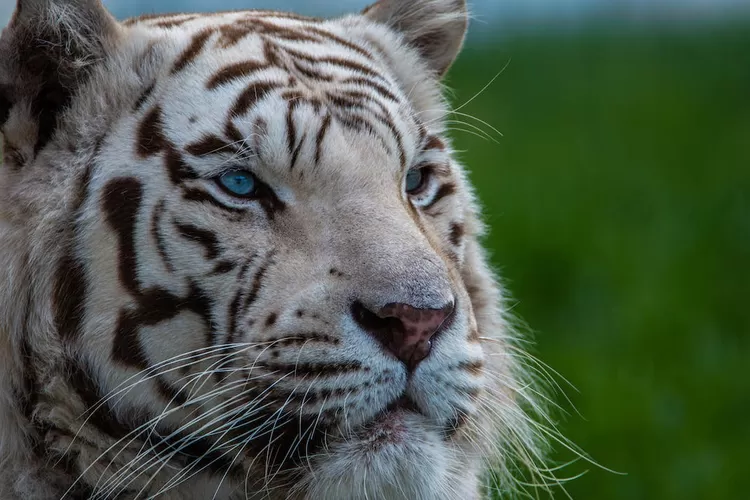 Inilah ciri orang yang mempunyai khodam macan putih (www.pexels.com)