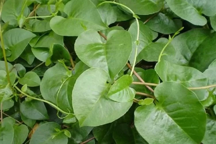 Daun Binahong, memberi banyak manfaat untuk kesehatan, (Tangkap layar/bandungkab.go.id)