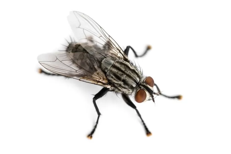 Ini dia hewan berukuran kecil yang harus anda waspada karena beresiko (freepik)