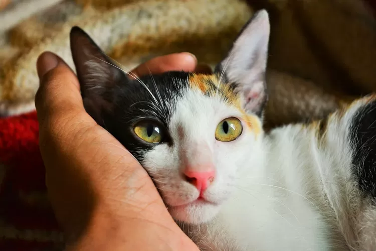 Ini penyebab kucing anda menjadi tidak mau makan (www.pexels.com)
