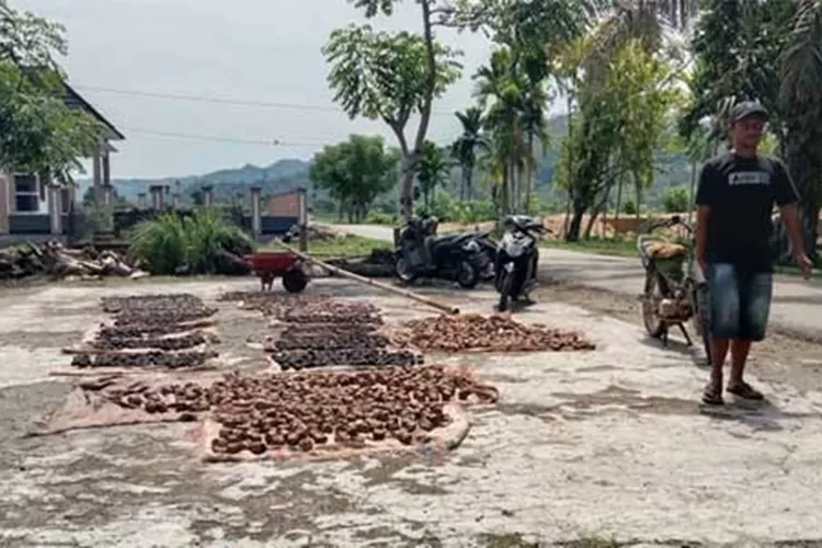 Petani di Pesisir Selatan terlihat tengah menjemur gambir (Kominfo Pesisir Selatan)