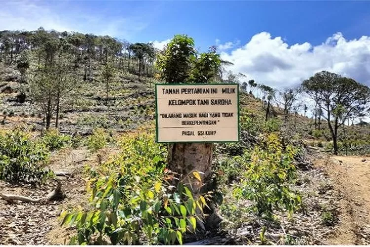 Areal Lahan Menjadi Kerjasama TPL Dengan KT Saroha Aek Latong  (Realitasonline.id/MN)