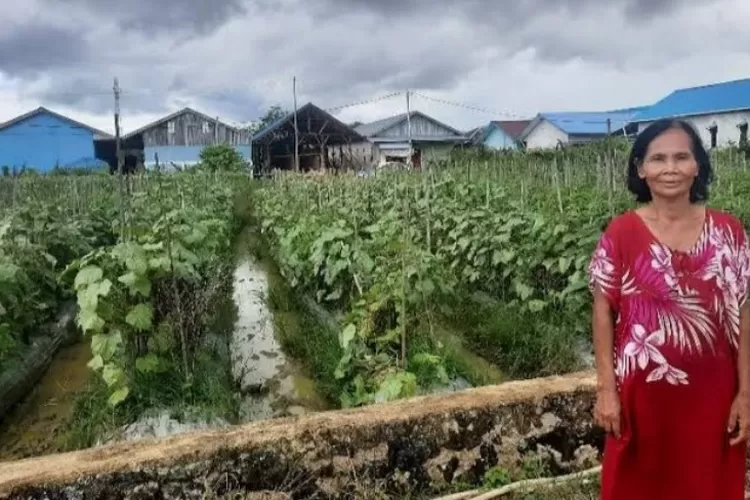 BRI Bantu Pembiayaan KUR Petani Wanita  di Sorong, Kini Berhasil  Kembangkan Usaha Tanaman  Hortikultura di Banyak Lokasi (suarakarya.id   -  Yacob Nauly)