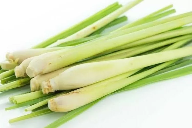 Daun sereh yang banyak manfaatnya